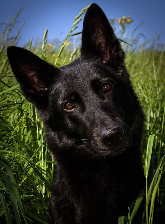狗 牧羊犬 黑色的 德国牧羊犬