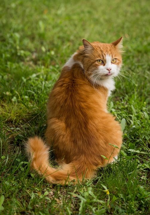 猫 猫科动物 动物 自然 肖像 姜黄色的猫 坐着 毛茸茸的