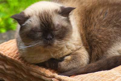 英国短毛猫 猫 可爱的 家猫 纯种 品种猫 家畜 毛皮 短发