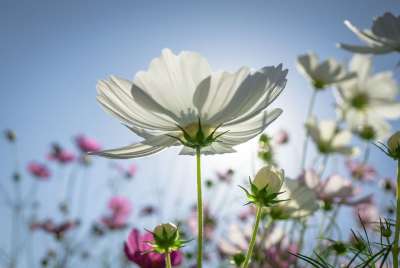 宇宙 秋季 花 植物 大自然 绿色 草 粉红色 白色的 感情