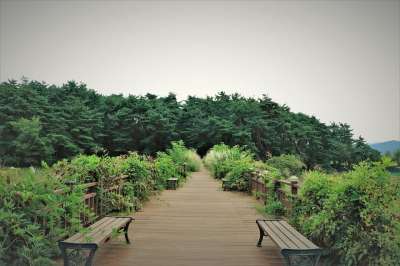 路径 桥 桥梁 走路 步行 板凳 凳子 森林 树 树木 植物