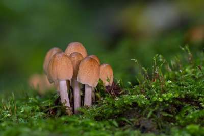 蘑菇 云母墨蘑菇帽 苔藓 落下 森林 小蘑菇
