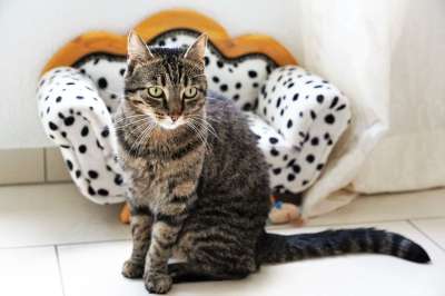 猫 老虎 Tigerle 动物 大猫 捕食者 可爱的 野生动物