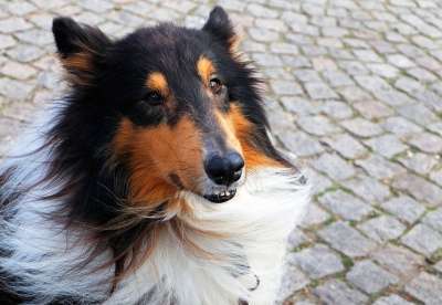 狗 牧羊犬 纯种狗 坐着 老的 动物肖像