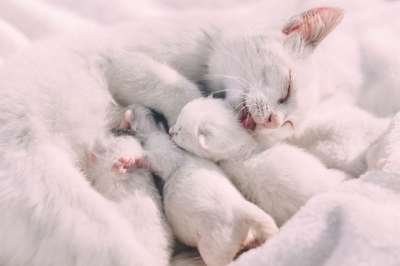 白色的 猫 小猫 动物 喂养