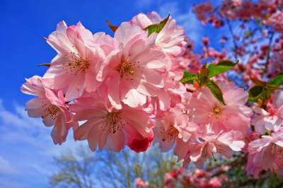 樱花 花 樱桃树 日本人 春绽放 春天 季节性的新鲜的 四月