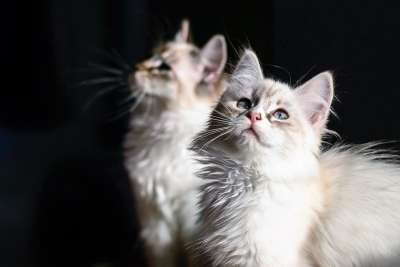 猫 家猫 年轻的猫 小猫 动物 眼睛