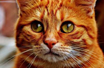 猫 宿醉 红色的 可爱的 鲭鱼 老虎 舒适 动物 家猫 毛皮