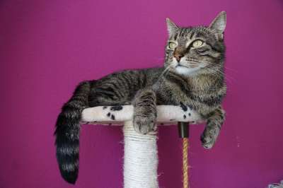 猫 宿醉 老虎 家畜 动物 猫树