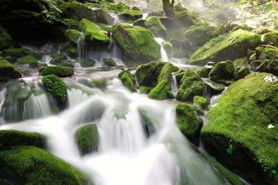布鲁克 水 干净的 山 森林 旅行 Moss 树 绿色 大自然