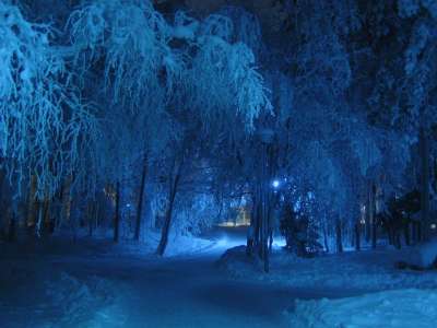 冬天 夜晚 蓝色的 阴影 树木 雪覆盖 寒冷的 下雪的 树