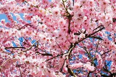日本樱桃 开花 粉色的 白色的 树 花海 开花的树 鲜花