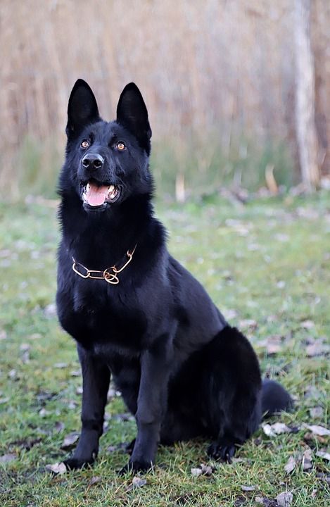 黑的德国牧羊犬 美 坐在 狗