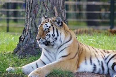老虎 老虎在阳光下 性质 动物园 动物 动物世界 猫咪 条纹
