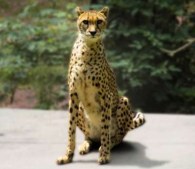 野生动物 猎豹 大猫 非洲 捕食者 迅速地 速度 纽伦堡动物园