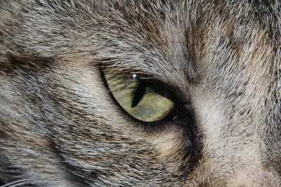 猫 猫眼 关闭 可爱的 美丽的 野生动物 家猫