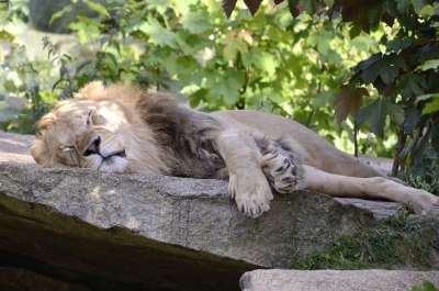 狮子 睡觉 抢劫 大猫 捕食者 危险的 野猫 大华 猫 高贵