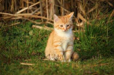 猫 小猫 猫宝宝 年轻的猫 红猫 家猫 草