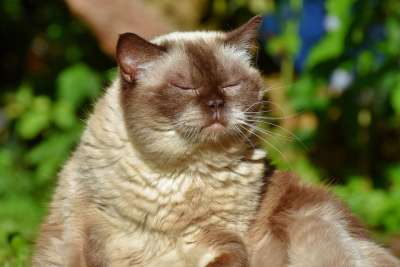 猫 品种猫 英国短毛猫 纯种 短发 毛皮 可爱的