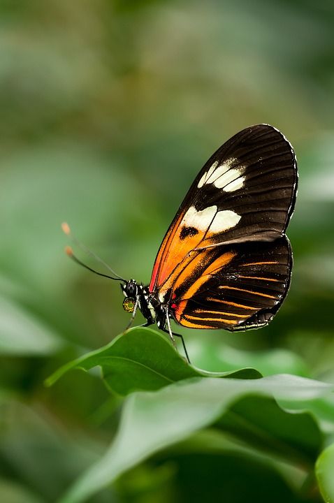 邮差蝴蝶 蝴蝶 花园 Heliconius Melpomene 昆虫