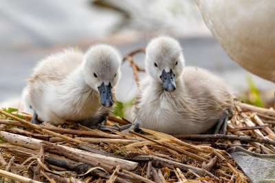 Cygnets 天鹅 巢 鸟类 年轻的天鹅 动物 水禽 水鸟