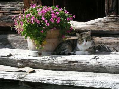 猫 花 木头 家猫 花箱 农场院子 开花 阳光明媚 农场猫