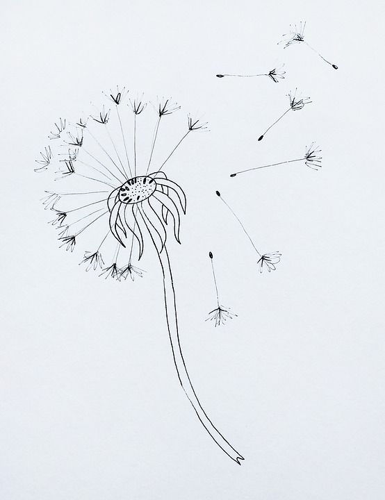 花卉 蒲公英 植物学 艺术 工厂 画画 草图 绘画 毛茸茸