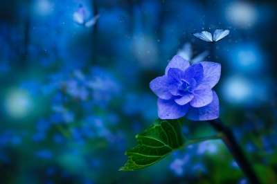 花 蝴蝶 幻想 春天 蓝花 植物 神奇 自然
