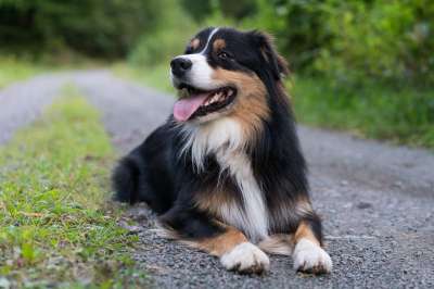 狗 澳大利亚牧羊犬 说谎 森林 黑色的-三