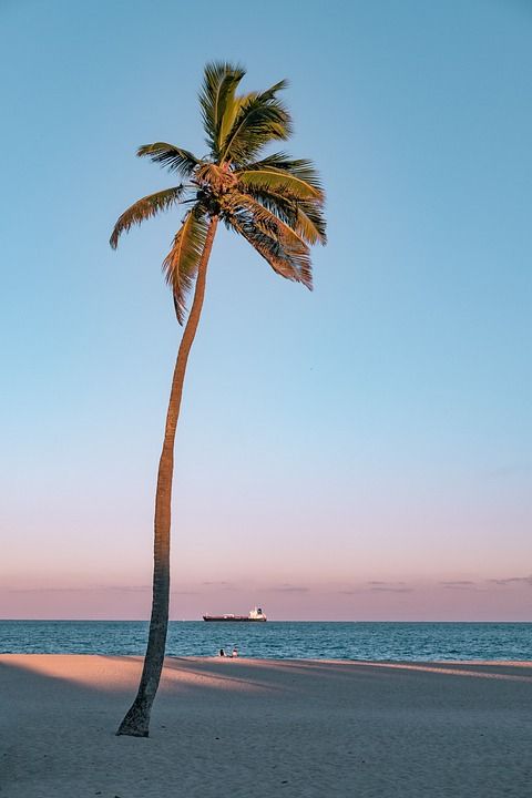 海边 大海 树木