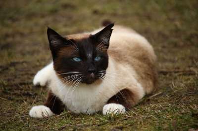 猫 暹罗 游戏 品种猫