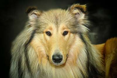 狗 粗鲁的 牧羊犬 长发 三色 灵犬莱西 动物 自豪地 种族