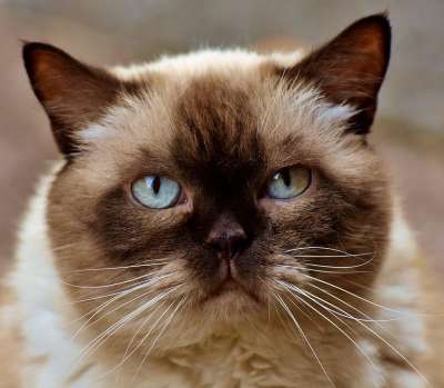 英国短毛猫 猫 可爱的 肖像 英国 短发 野生动物 纯种 家猫