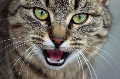猫 冬天 寒冷的 雪 动物 看 一 独自的 天 有趣的