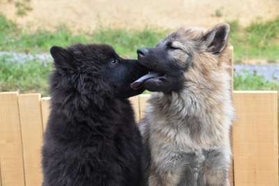 亲吻 小狗 吻狗 同谋 动物 感情 小狗Eurasier 纯种狗