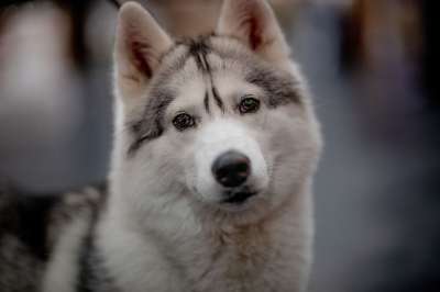 狗 犬类 宠物 国内的 动物 自然 可爱的 哺乳动物 眼睛