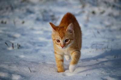 猫 小猫 雪 红猫 年轻的猫 红虎斑 冬天 霜