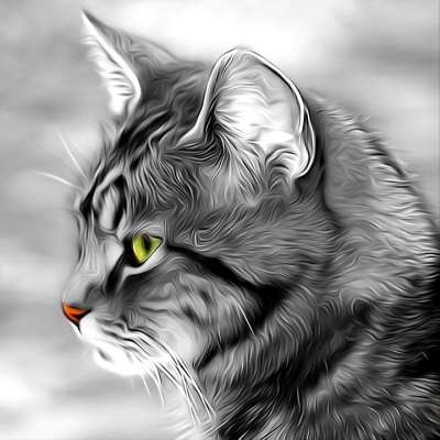 猫 动物 宠物 肖像 毛皮 亲爱的 胡须 哺乳动物 爱情