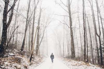 树木 植物 枝杈 路 小路 森林 雪 冬天 寒冷的 天气