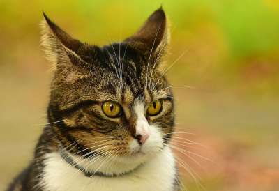 猫 鲭鱼 虎斑猫 宠物 动物 哺乳动物 猫科动物 头 眼睛