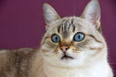 猫 可爱 看 蓝色的 猫科动物 毛皮 肖像 动物 眼睛 小胡子