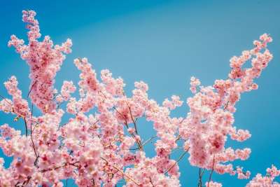 高清壁纸 樱花 花朵 粉红色的花瓣 花瓣 开花 自然 盛开