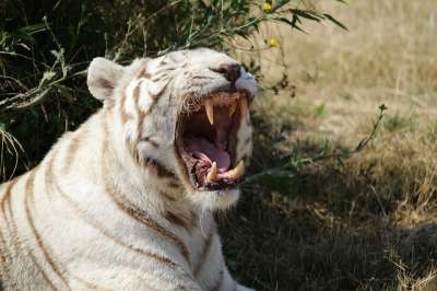 白色的老虎 虎 猫科动物 动物园 动物 自然 野蛮的 野生动物