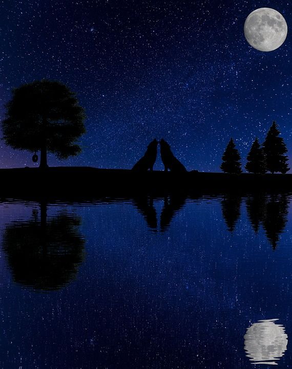 景观 狼 树 冷杉 自然 反射 夜晚 Luna 明星 星空