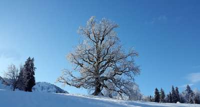 树 雪 冬天 寒冷的 霜 景观 雪白色 好天气 被雪覆盖