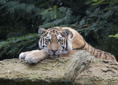 老虎 荒野 捕食者 自然 野猫 食肉动物 动物 猫 丛林