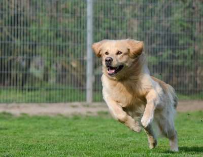 走狗 猎犬 长毛 狗 表达 喷口 动物收容所 动物寄宿 狗寄宿