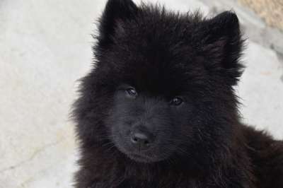 狗 小狗 年轻的狗 狗Eurasier 婊子Ploublue