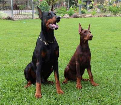 教练员 Dobies 太棒了 杜宾 狗 犬类 Boquete