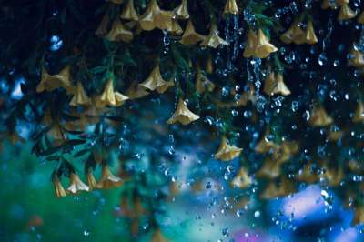 黄色的钟声 花朵 雨滴 植物 水 雨 花瓣 盛开 植物群 自然